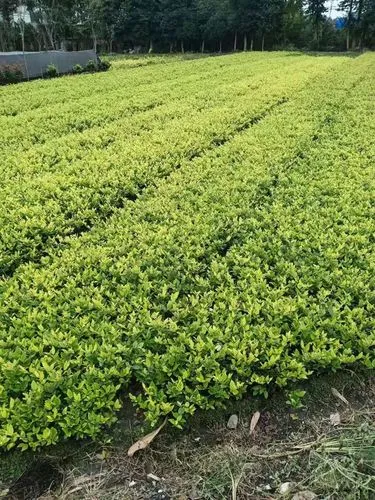 入选市级名单！长宁这个街道的“低碳密码”是……